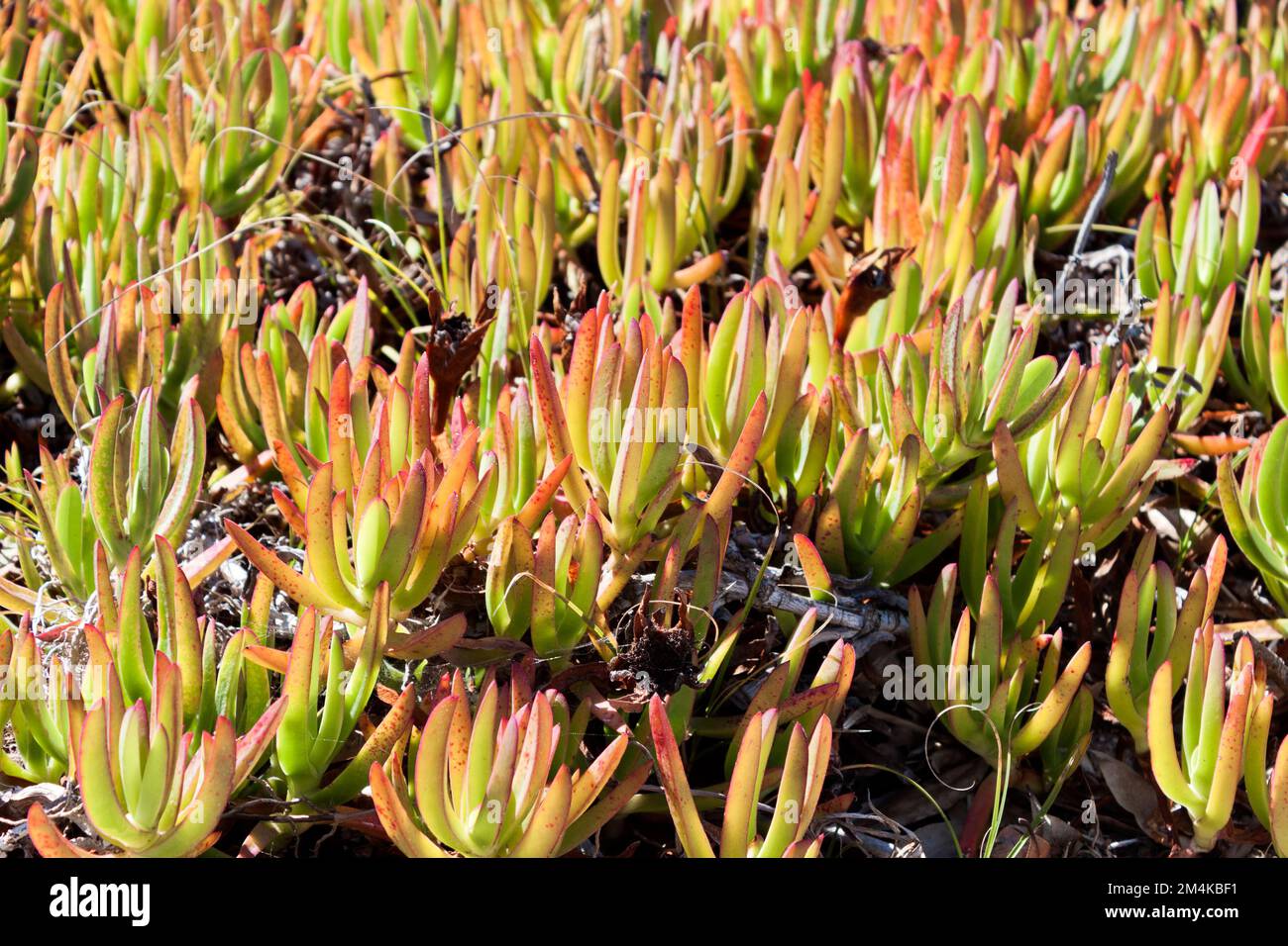 Nahaufnahme einer invasiven Specie Sukculent plant Carpobrotus edulis, die in den Sanddünen Portugals wächst. Stockfoto