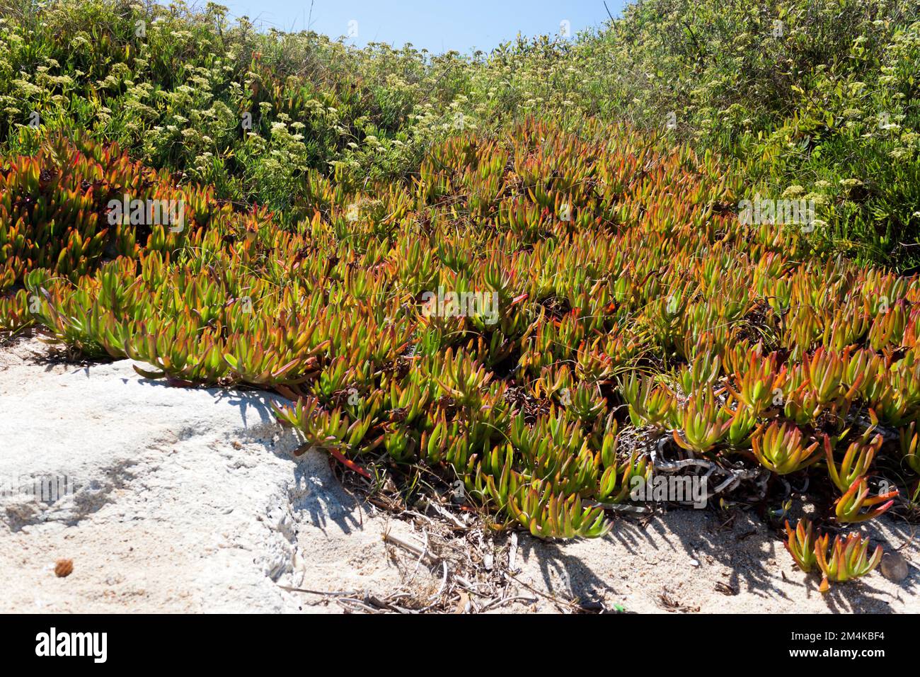 Invasive Specie Sukculent plant Carpobrotus edulis wächst in den Sanddünen Portugals. Stockfoto