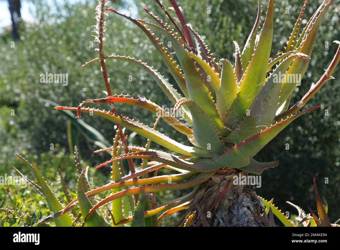 Aloe Vera plant Mallorca Stockfoto