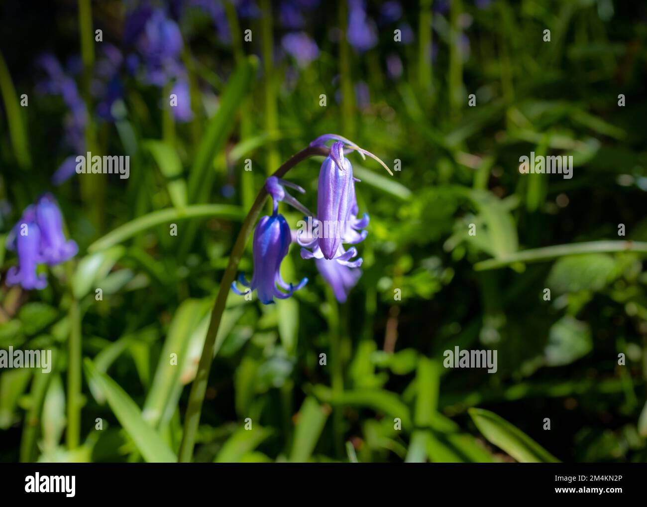 Nahaufnahme einer wilden lila hyacinthus-Blume, aufgenommen an einem sonnigen Frühlingstag in Frankreich Stockfoto