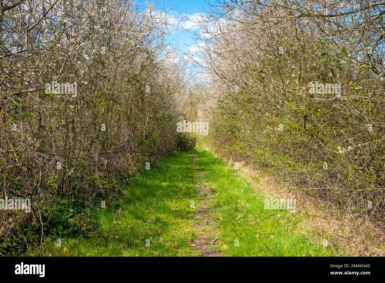 Ein gerader Pfad mit Kanten auf beiden Seiten aus angehenden Sträuchern. Aufgenommen im Frühling in Frankreich an einem sonnigen Tag. Stockfoto