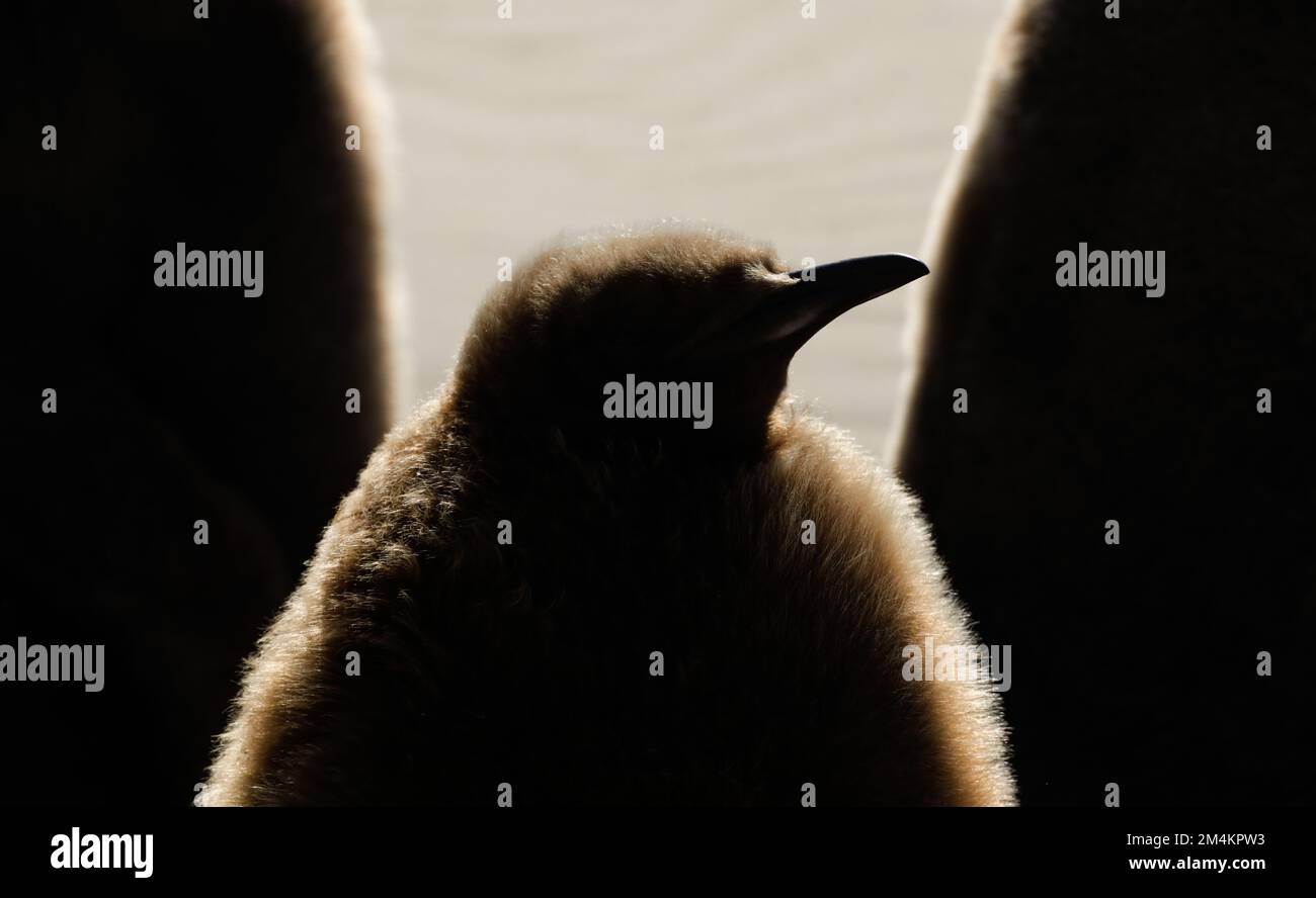 Drei King-Pinguin-Küken stehen am Strand von Saunders Island. Südgeorgien, Antarktis. Stockfoto