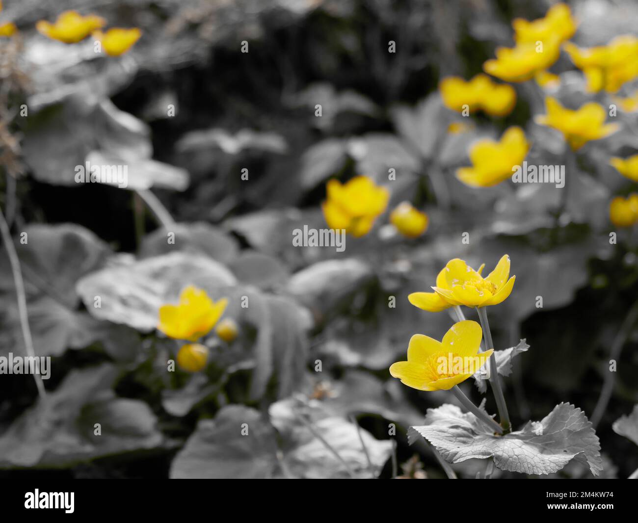 Gelbe Sumpfblüten auf schwarzem und weißem Hintergrund Stockfoto