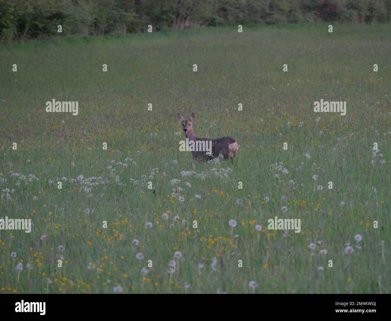 Das Weidetier auf einer Wiese im Frühling Stockfoto