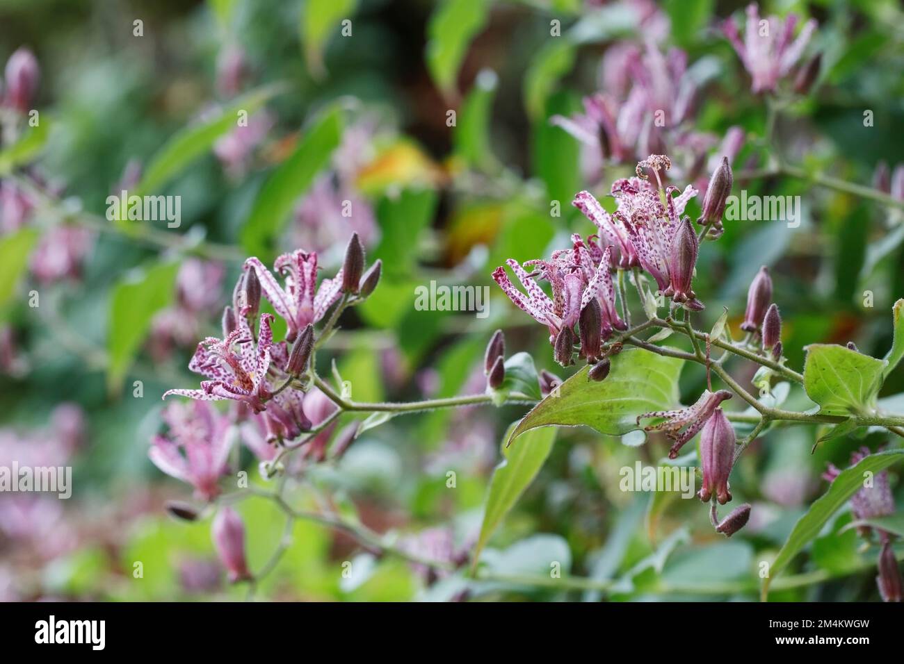 Tricyrtis hirta Taiwan Atrianne Blumen. Stockfoto