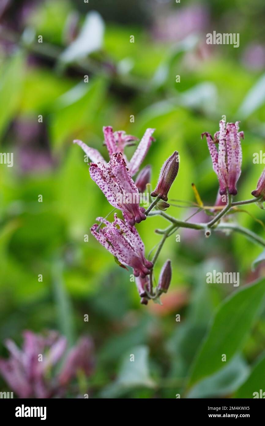 Tricyrtis hirta Taiwan Atrianne Blumen. Stockfoto