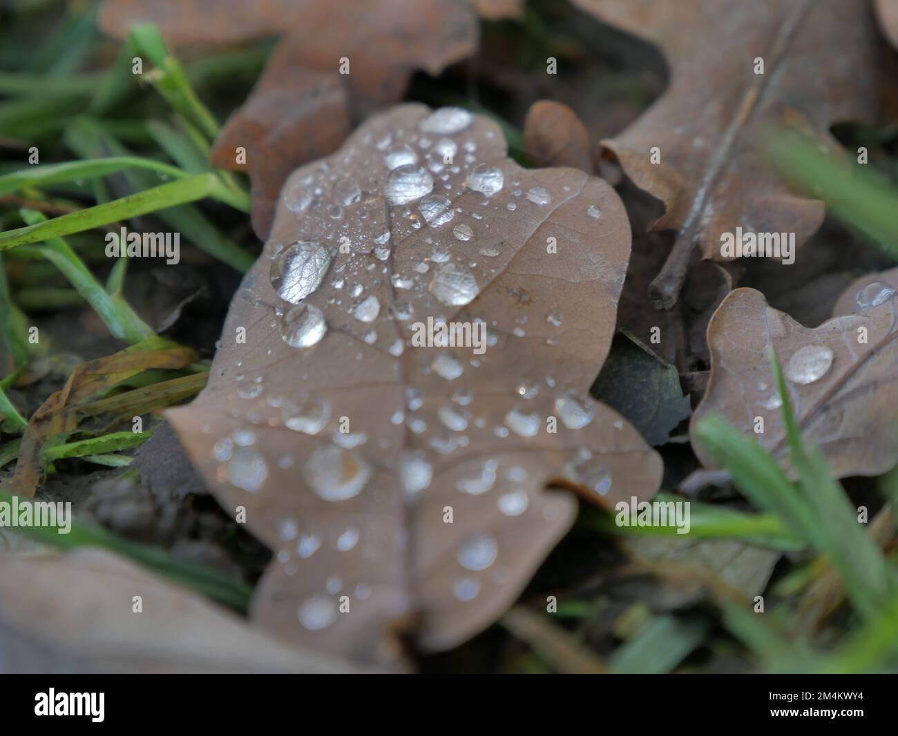 Wassertropfen auf einem Eichenblatt Stockfoto
