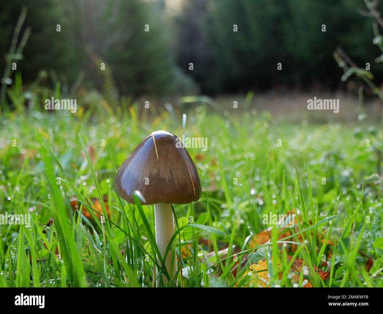 Glänzende Pilze auf der Wiese Stockfoto