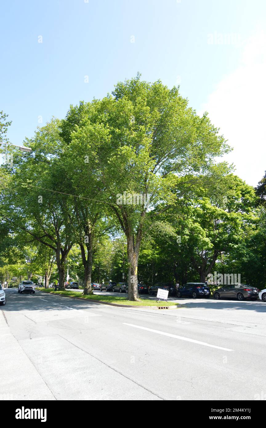 Urbaner Baum im Median der Robie Street, neben Gorsebrook Park, in Halifax, Nova Scotia, Kanada Stockfoto