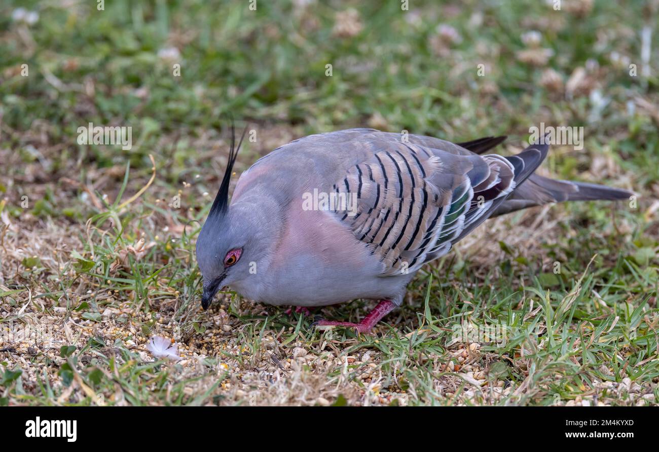 Nahaufnahme einer farbenfrohen Kammtaube am Boden Stockfoto