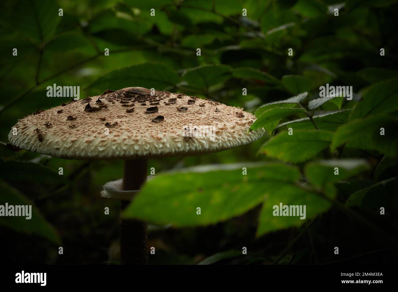 Ein essbarer Sonnenschirmpilz (Macrolepiota procera), umgeben von brombeerbüschen. Stockfoto