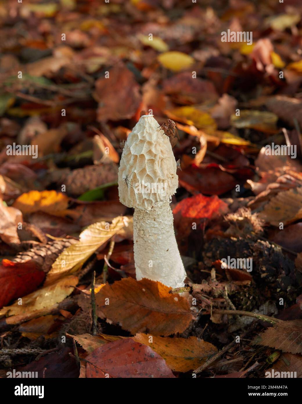 Gemeiner Stinkhornpilz (Phallus impudicus) auf dem Waldboden zwischen Blättern. Stockfoto