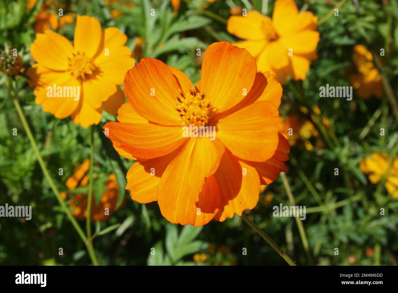 Blume des Schwefels Cosmos (Cosmos sulureus) Stockfoto