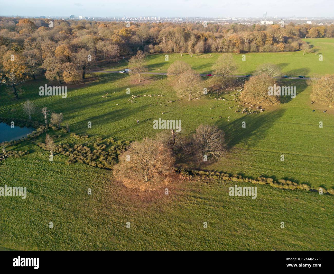 Hirsche aus der Vogelperspektive in Richmond Park, London, Großbritannien. Stockfoto