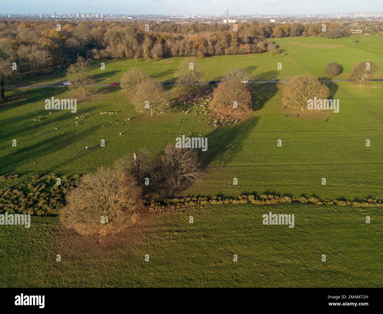 Hirsche aus der Vogelperspektive in Richmond Park, London, Großbritannien. Stockfoto