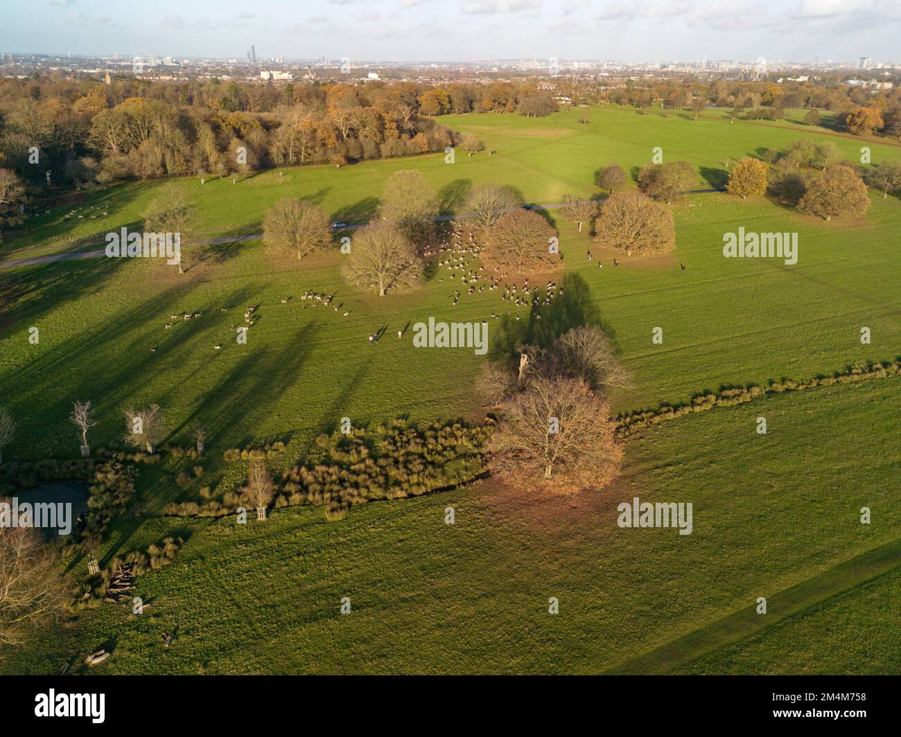 Hirsche aus der Vogelperspektive in Richmond Park, London, Großbritannien. Stockfoto