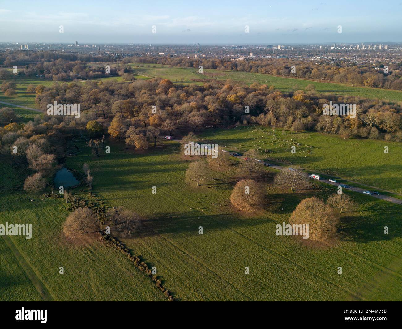 Hirsche aus der Vogelperspektive in Richmond Park, London, Großbritannien. Stockfoto