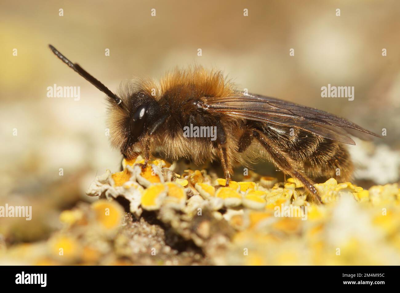 Detaillierte Nahaufnahme eines Mannes von Clarkes Bergbaubiene, Andrena Clarkella, der auf Holz sitzt Stockfoto