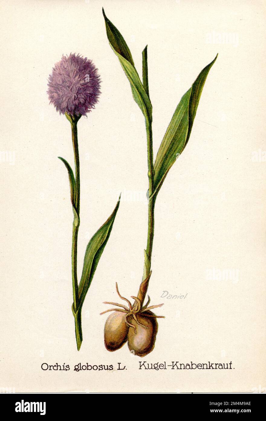 Rundkopforchidee Traunsteinera globosa (Botanikbuch, 1922), Rosa Kugelorchis Stockfoto