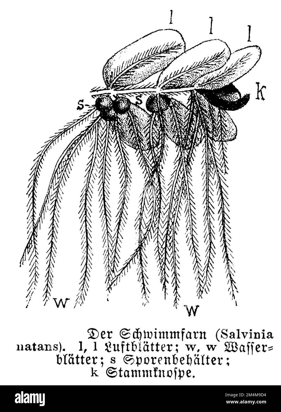 Schwimmender Farn mit Luft und Wasserblättern, Sporenbehälter und