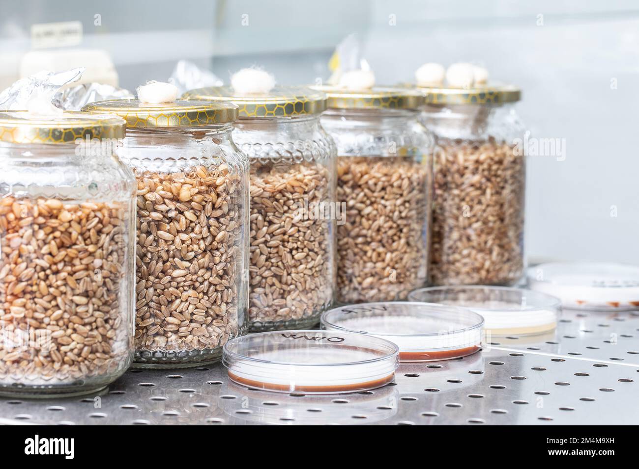 Eigenanbau von Shiitake, Gläsern mit sterilisiertem Getreide und Tellern von Shiitake-Myzel zur Impfung und Herstellung des Fruchtkörpers o Stockfoto