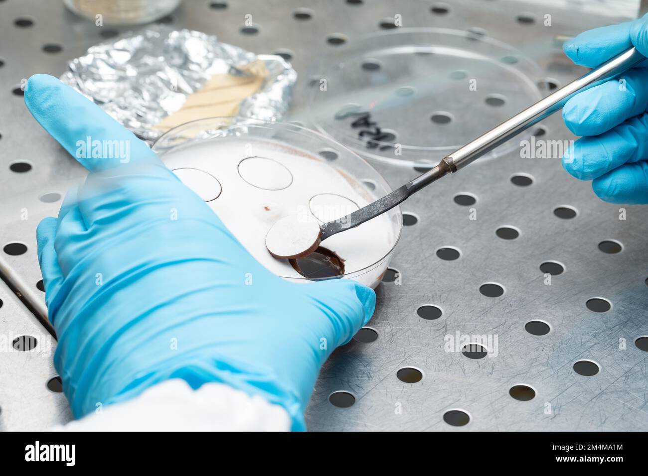 Die Hand eines Wissenschaftlers mit blauen Handschuhen unter einer sterilen Haube, die mit einem Schimmel umgeht, einem für den Huma gefährlichen Dermatophytenpilz Stockfoto