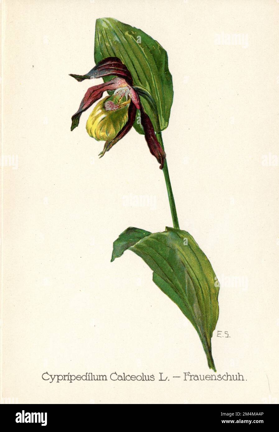 frauenschuh Cypripedium calceolus, (Botanisches Buch, 1922), Frauenschuh Stockfoto