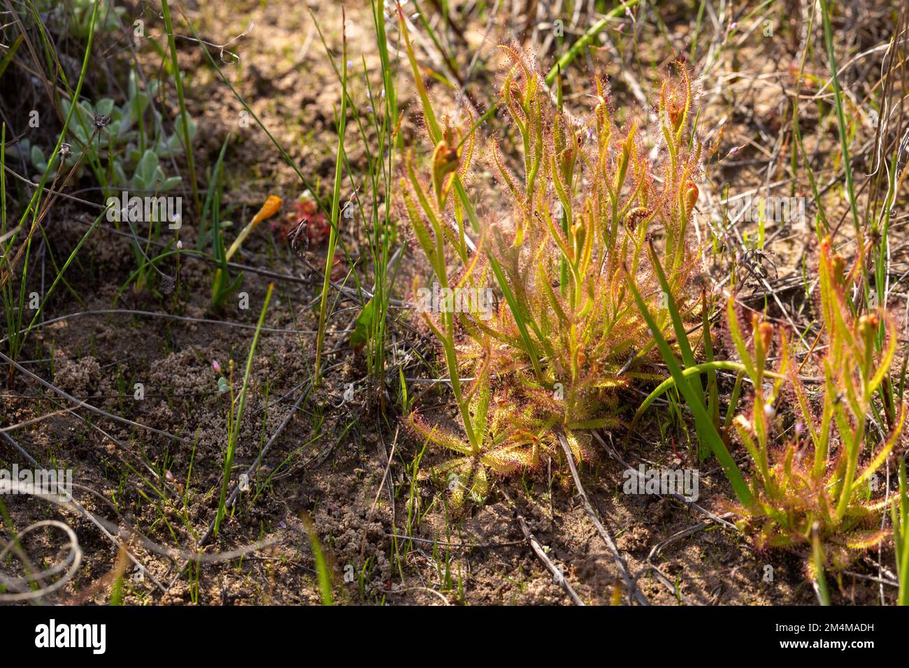 Einige Pflanzen von Drosera cistiflora im natürlichen Lebensraum Stockfoto