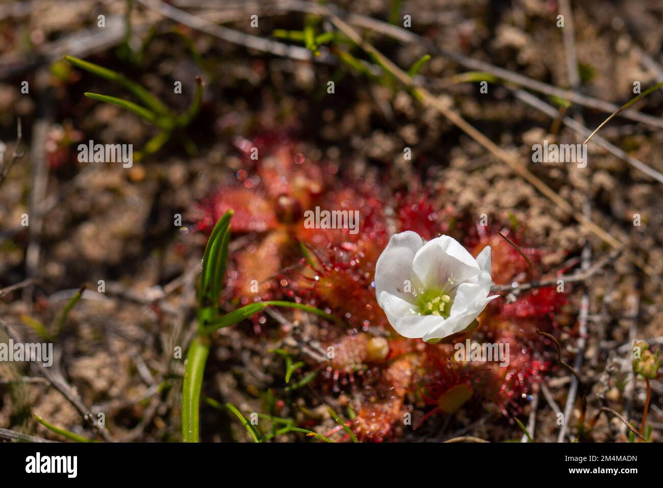 Drosera acaulis (die seltene weiße Blütenform) in Blüten, endemische Pflanze zum Westkap von Südafrika Stockfoto