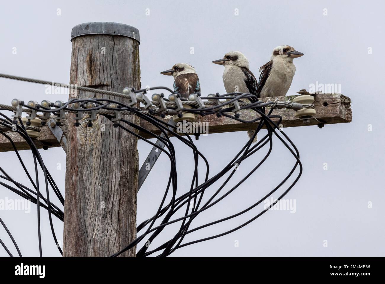 Lachende Kookaburra sitzt am Telegrafenmast Stockfoto