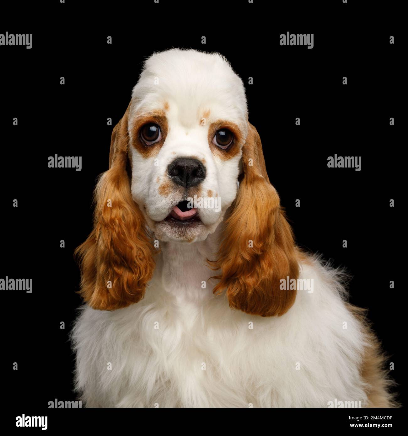Lustiges Porträt von American Cocker Spaniel, Hundeüberraschung, die isoliert auf Black Background auf die Kamera schaut Stockfoto