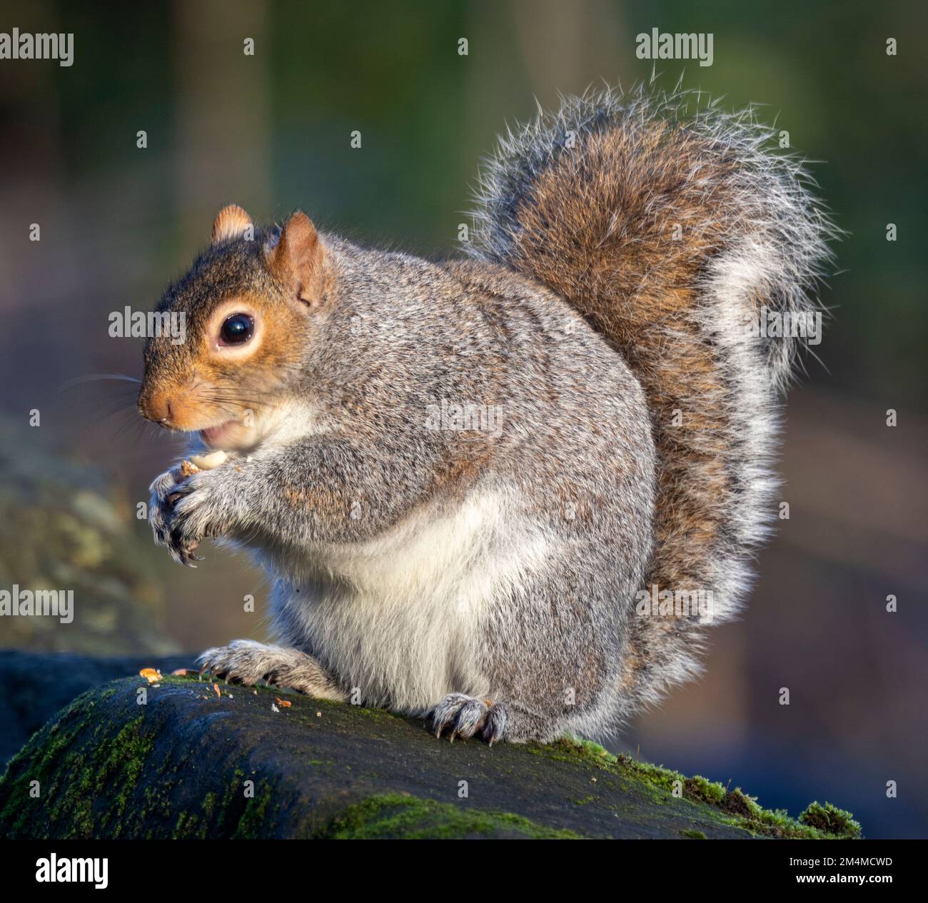 Seit ihrer Einführung im Vereinigten Königreich hat das Graue Eichhörnchen die Parks und Wälder im Vereinigten Königreich übernommen. Sie sind wachsam und nutzen Lebensräume schnell aus Stockfoto