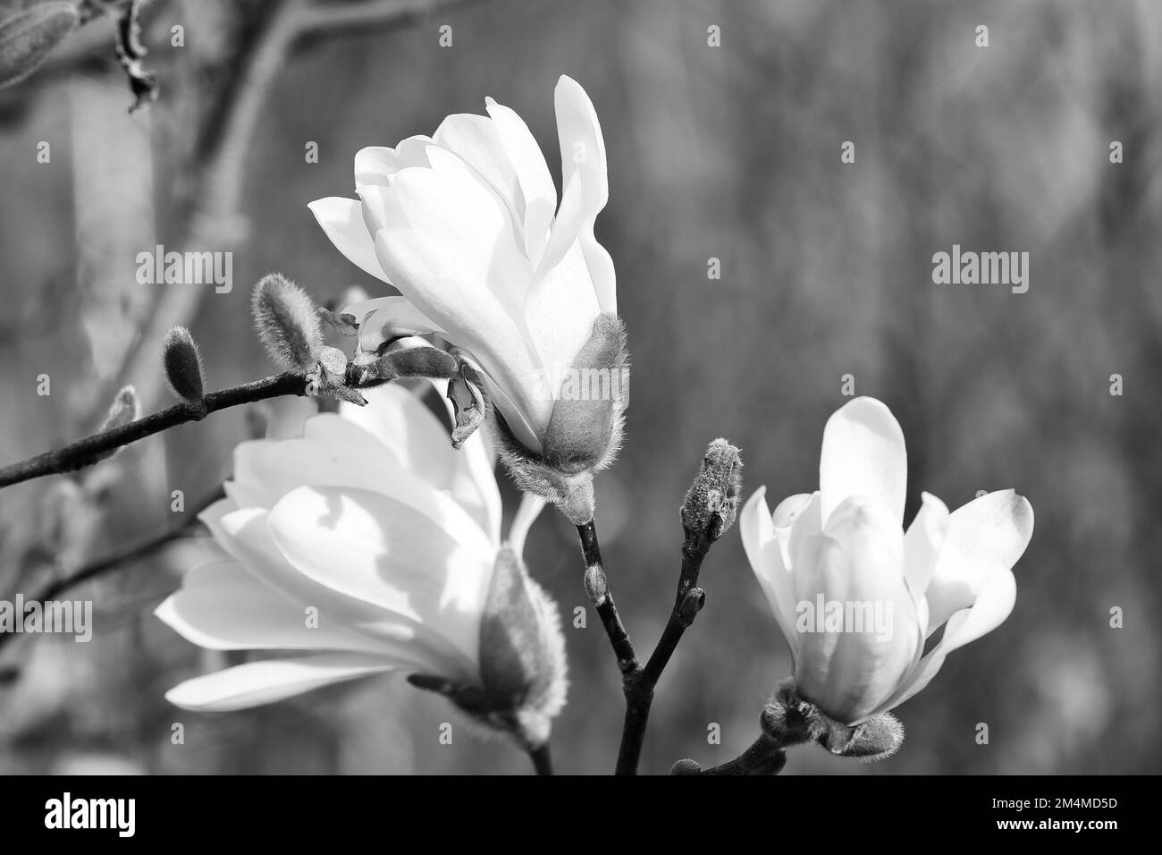 Magnolienblüte auf einem Magnolienbaum in Schwarz-Weiß. Magnolienbäume sind in der Blütezeit eine wahre Pracht. Ein Blickfang in den Landc Stockfoto