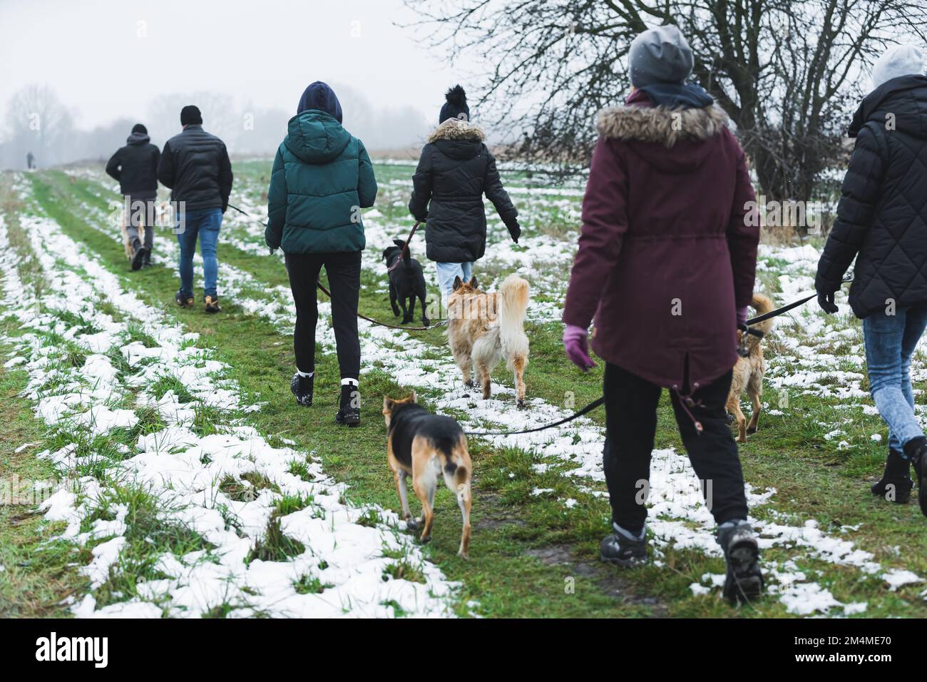 Weitwinkel von Menschen, die Hunde in der Natur ausführen. Hochwertiges Foto Stockfoto