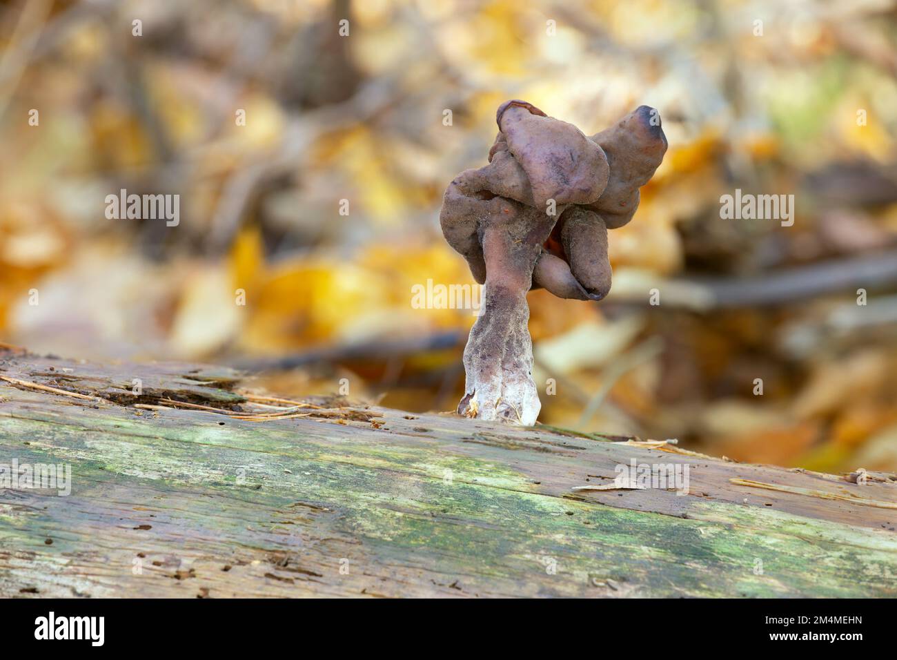 Falsche Morchel, Gyromitra wächst auf Tannenstamm, horizontale Komposition. Stockfoto