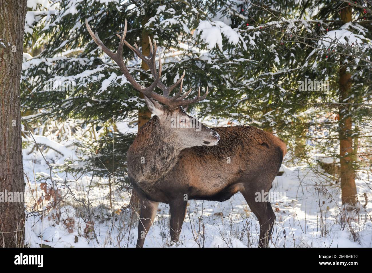 Porträt eines Hirsches im Winter in natürlichem Gelände. Stockfoto