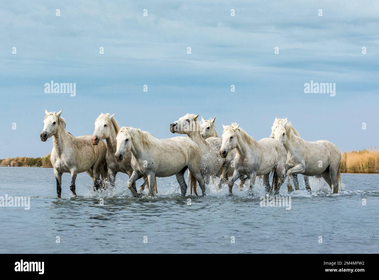 ATEMBERAUBENDE Bilder der weißen Pferde der Camargue, auch bekannt als die Pferde des Meeres, wurden von einem britischen Fotografen in der Camargue, Fr. Stockfoto