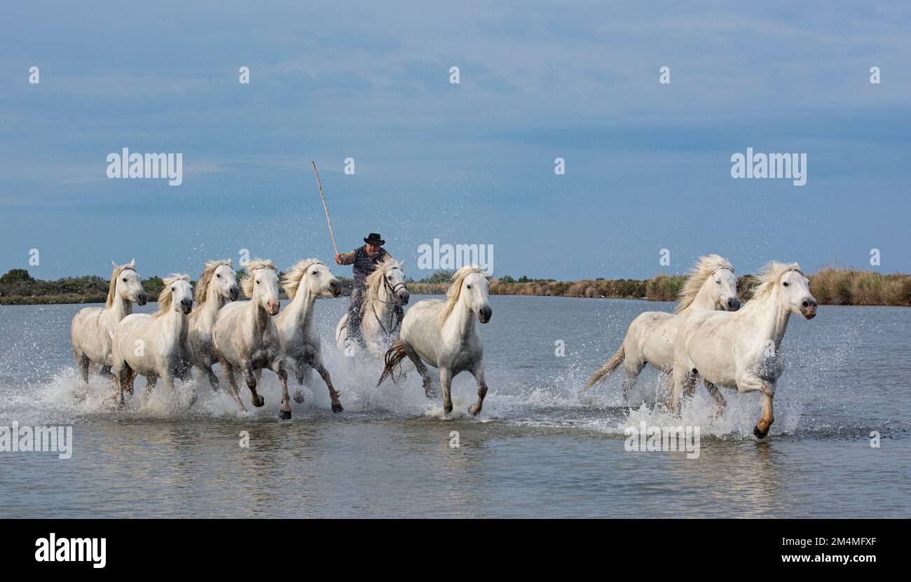 ATEMBERAUBENDE Bilder der weißen Pferde der Camargue, auch bekannt als die Pferde des Meeres, wurden von einem britischen Fotografen in der Camargue, Fr. Stockfoto