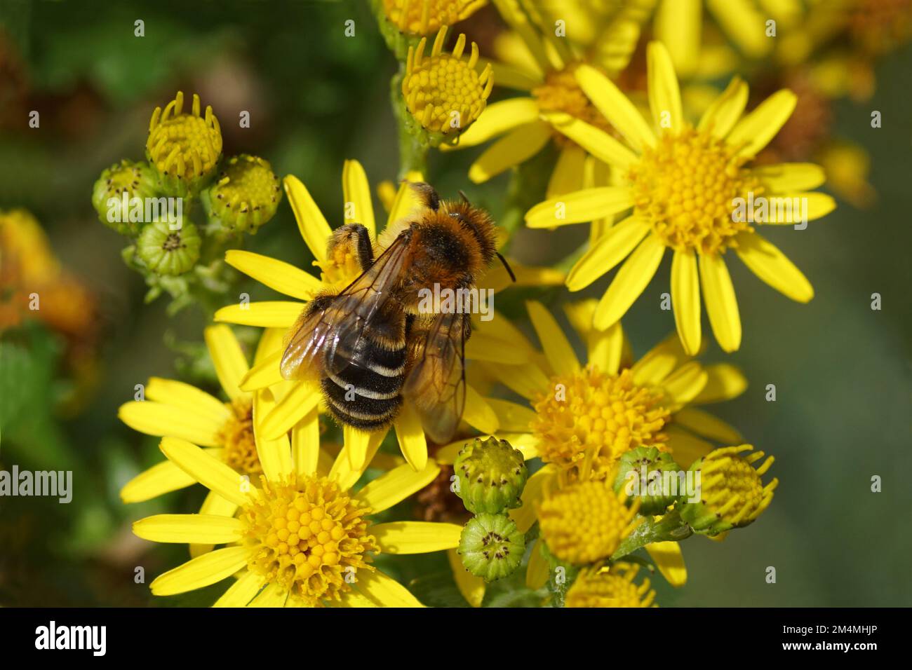 Nahaufnahme der weiblichen Biene Dasypoda hirtipes, Unterfamilie Dasypodainae, Familie Megachilidae auf Blüten des gewöhnlichen Ragwurzes (Jacobaea vulgaris). Stockfoto