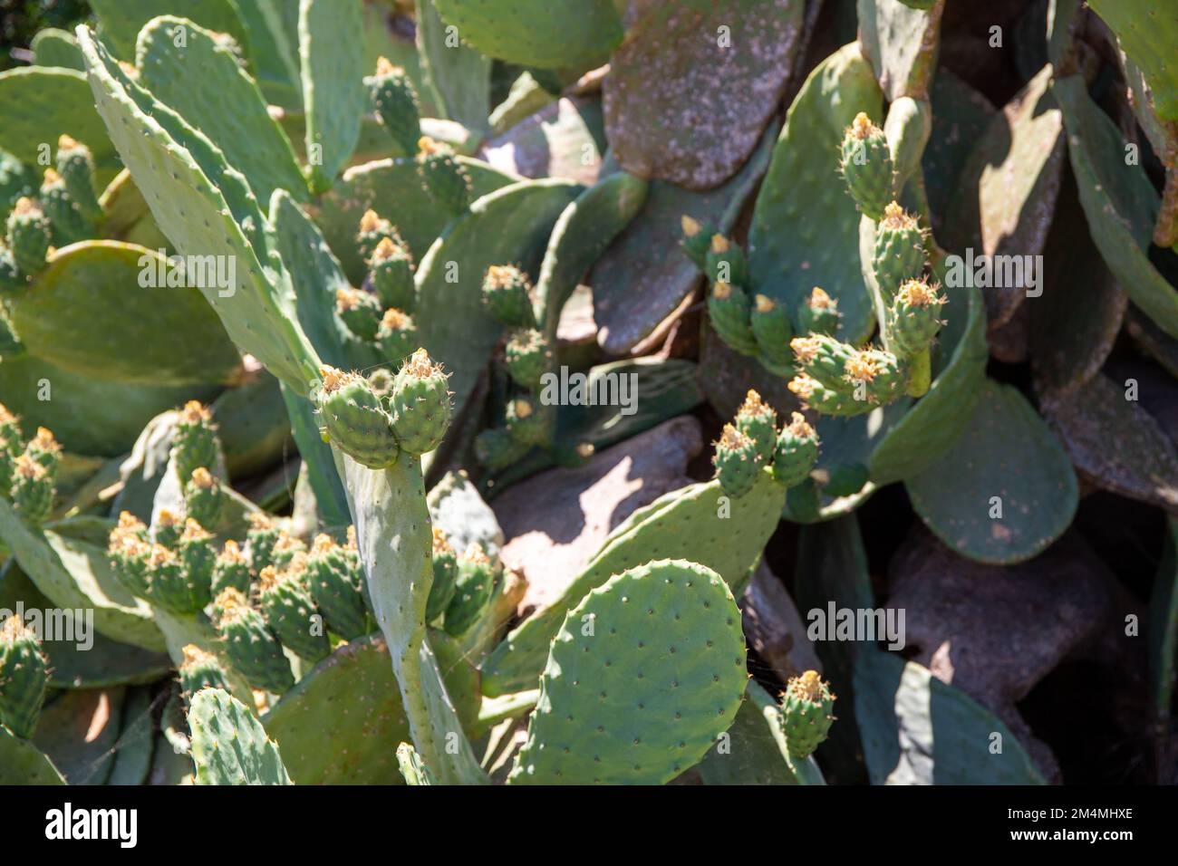 Wilde Stachelfeige, Opuntie Kaktus auf kreta. Hochwertiges Foto  Stockfotografie - Alamy