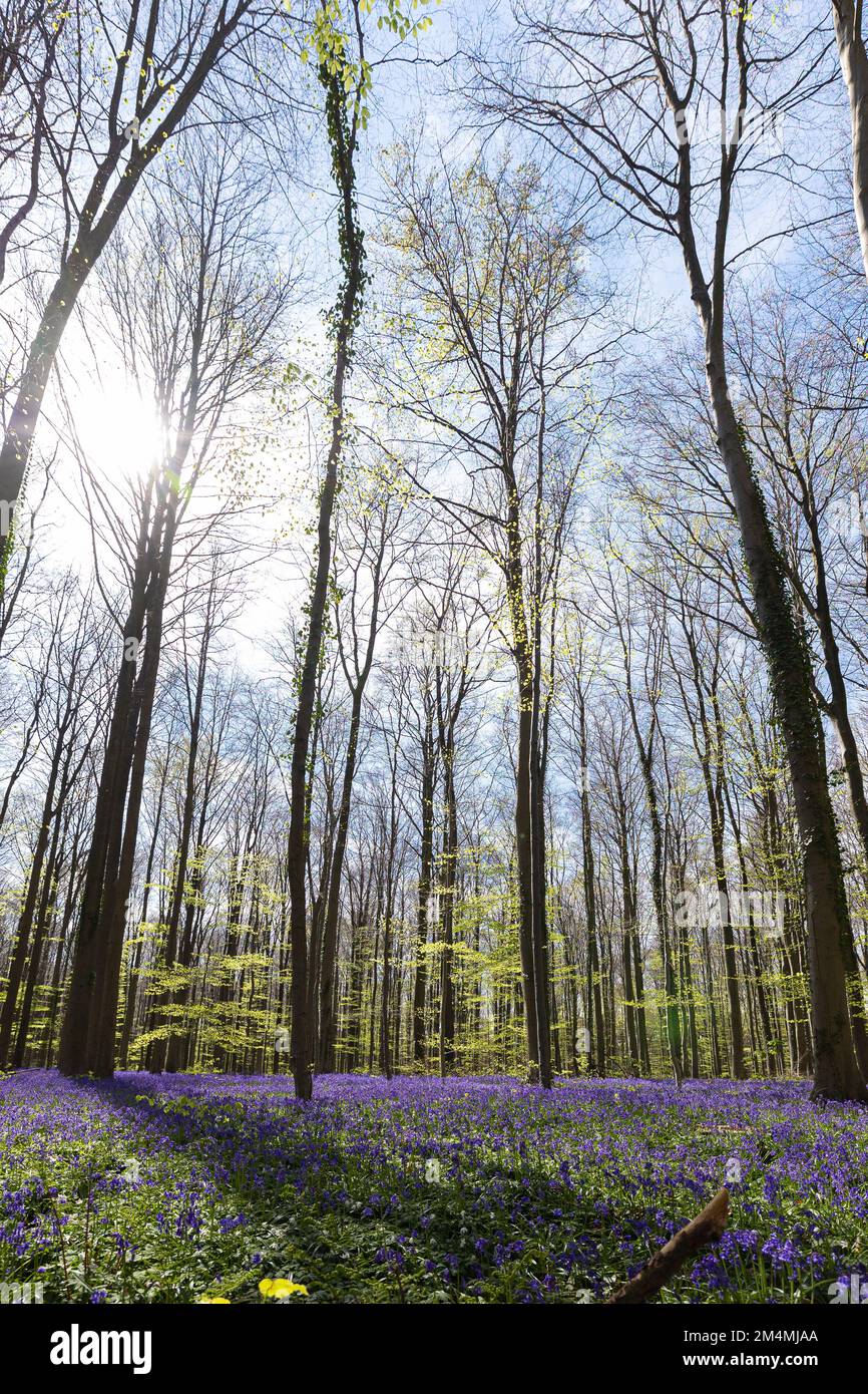 HAL, Belgien - 20. April 2022: Der Hall-Wald mit seinem Teppich aus blauen Hyazinthen, der den Boden bedeckt Stockfoto