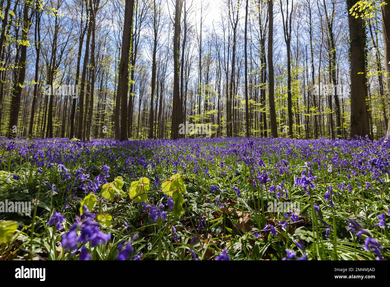 HAL, Belgien - 20. April 2022: Der Hall-Wald mit seinem Teppich aus blauen Hyazinthen, der den Boden bedeckt Stockfoto