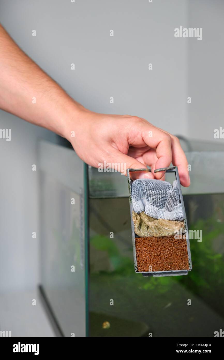 Nahaufnahme einer Hand, die nach der Reinigung einen Wasserfallfilter des Fischtanks hält. Stockfoto