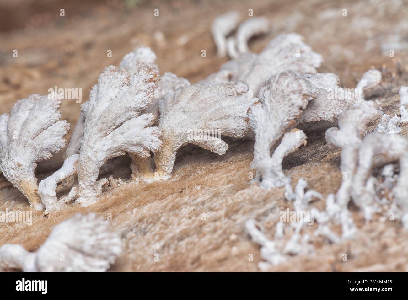 Die hellbraunen, fächerförmigen Pilze. Stockfoto