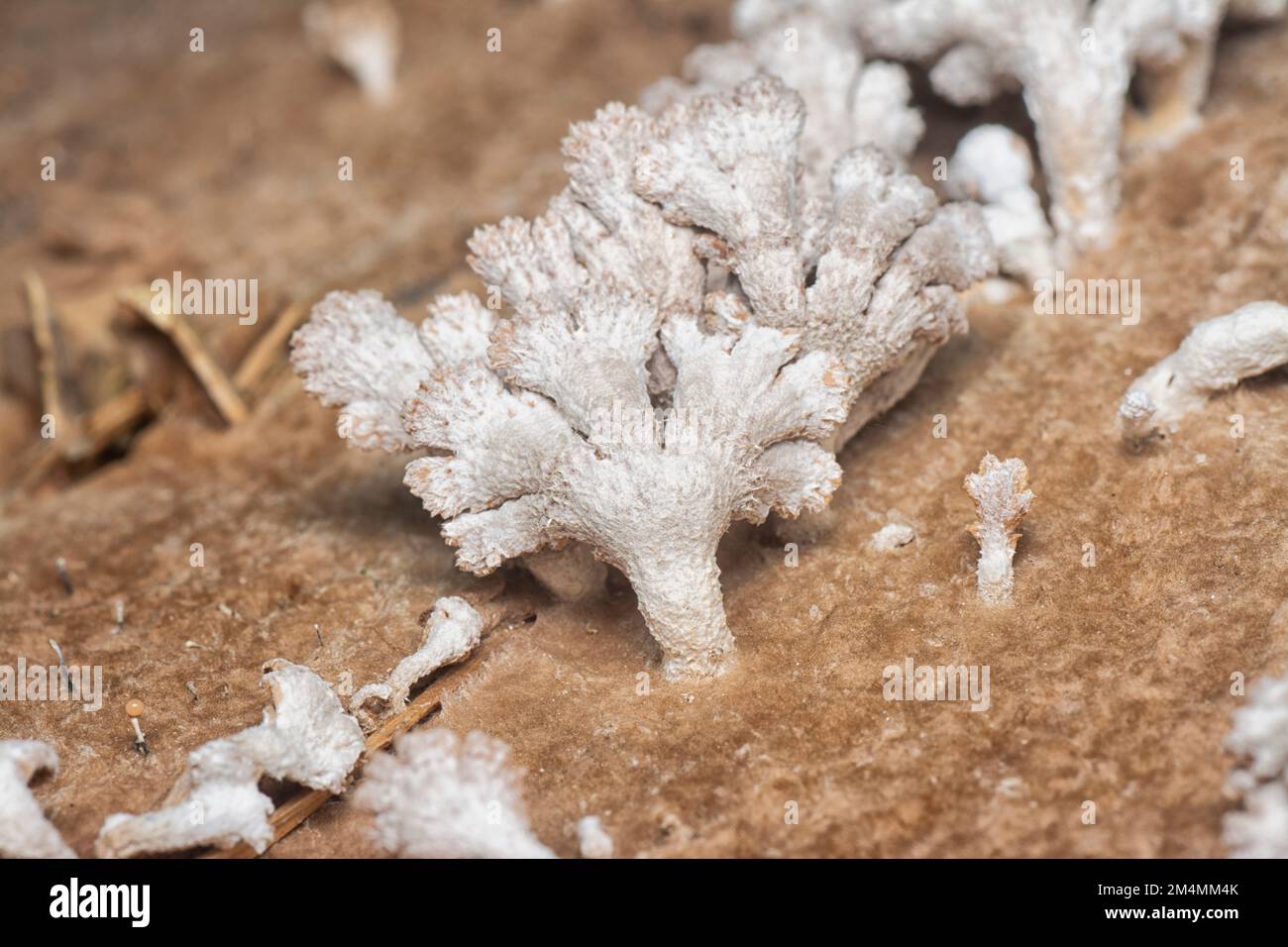 Die hellbraunen, fächerförmigen Pilze. Stockfoto
