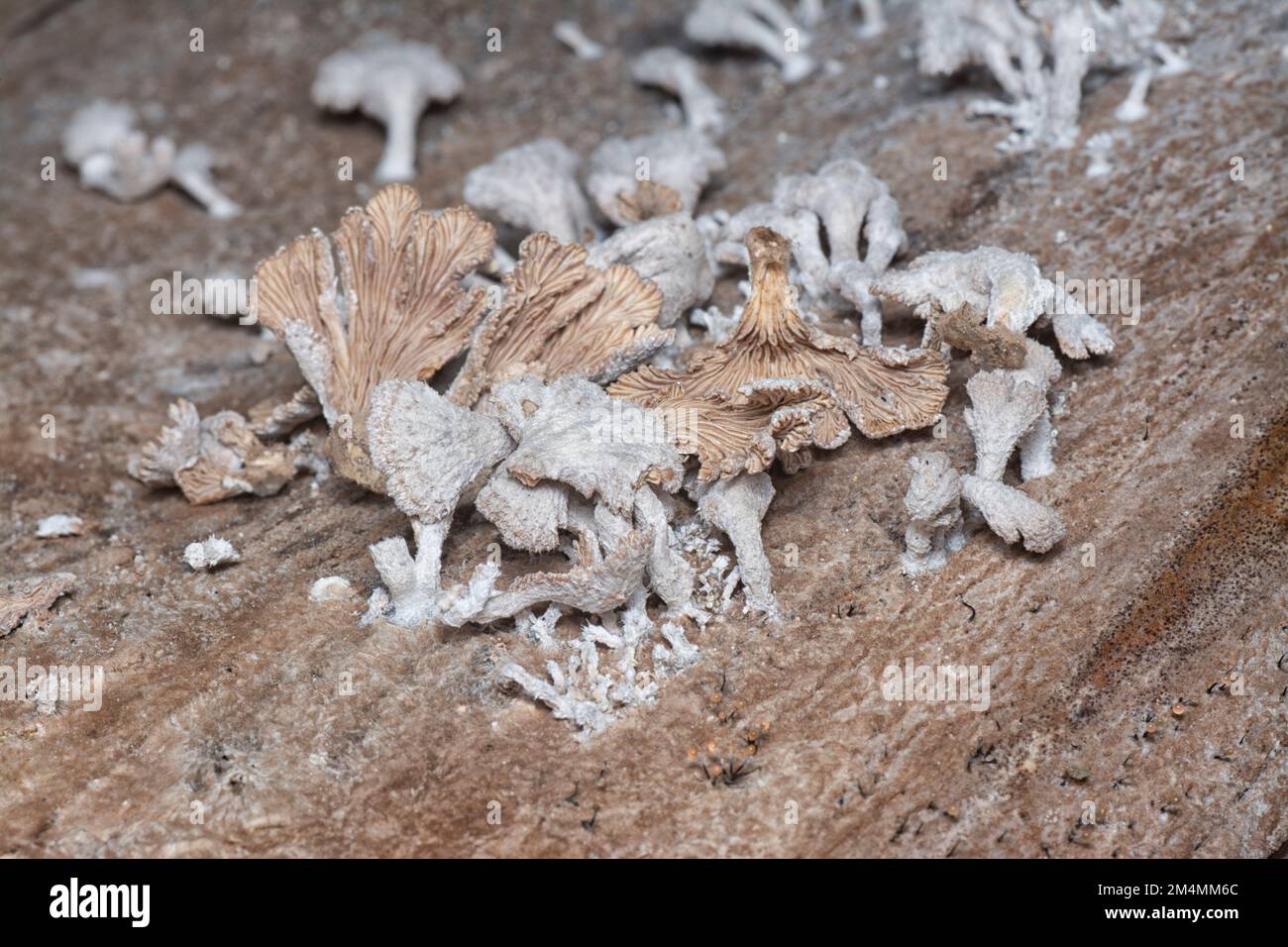 Die hellbraunen, fächerförmigen Pilze. Stockfoto