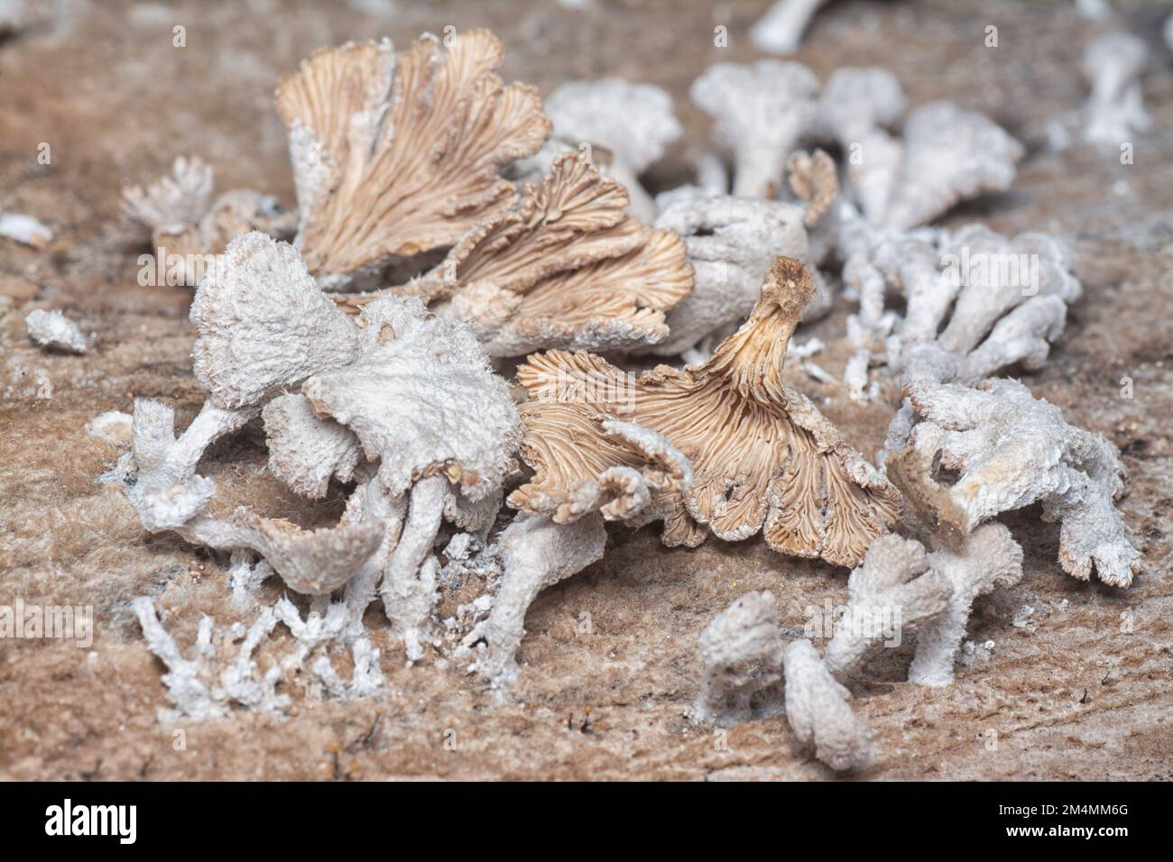 Die hellbraunen, fächerförmigen Pilze. Stockfoto