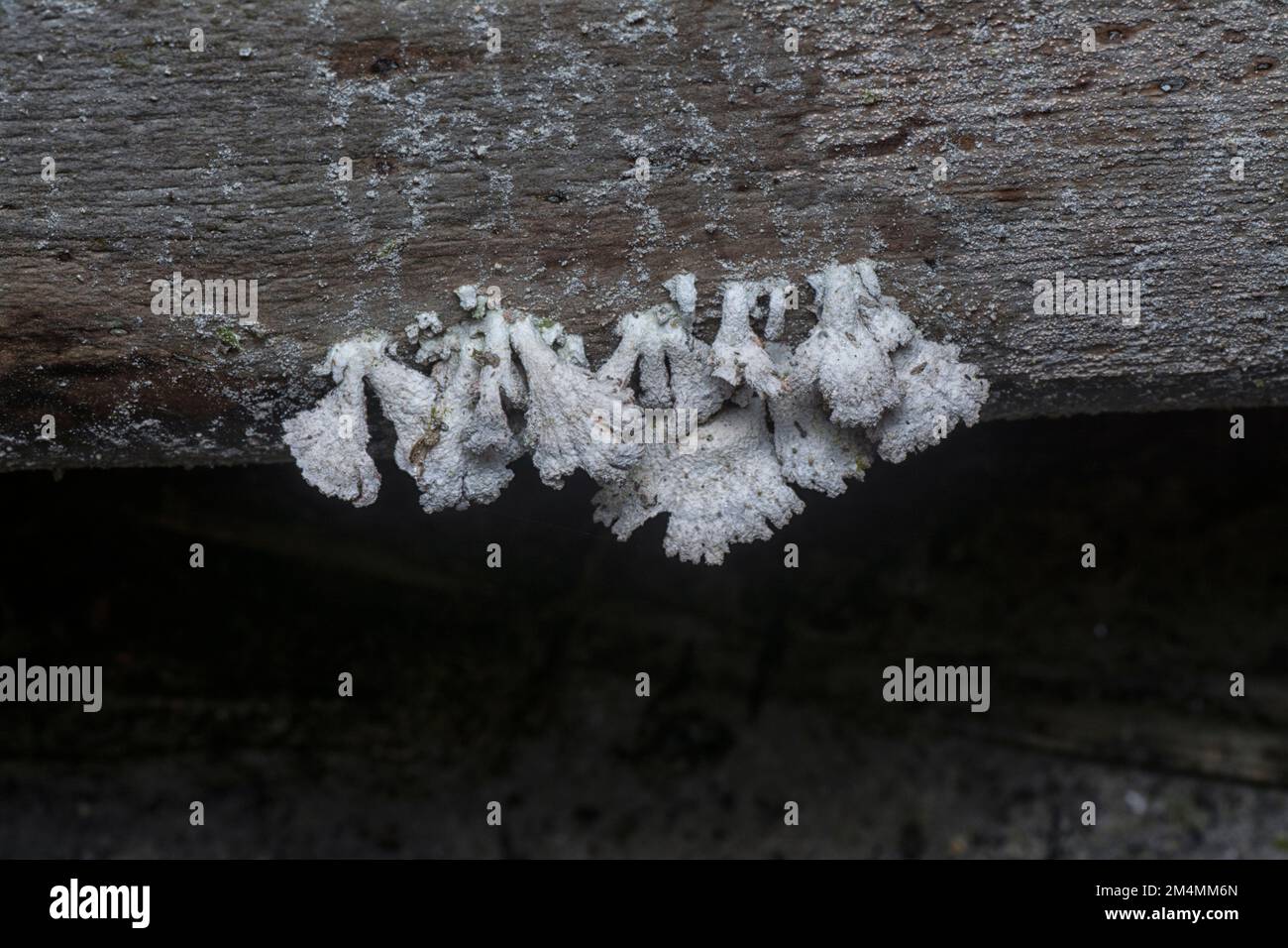 Die hellbraunen, fächerförmigen Pilze. Stockfoto