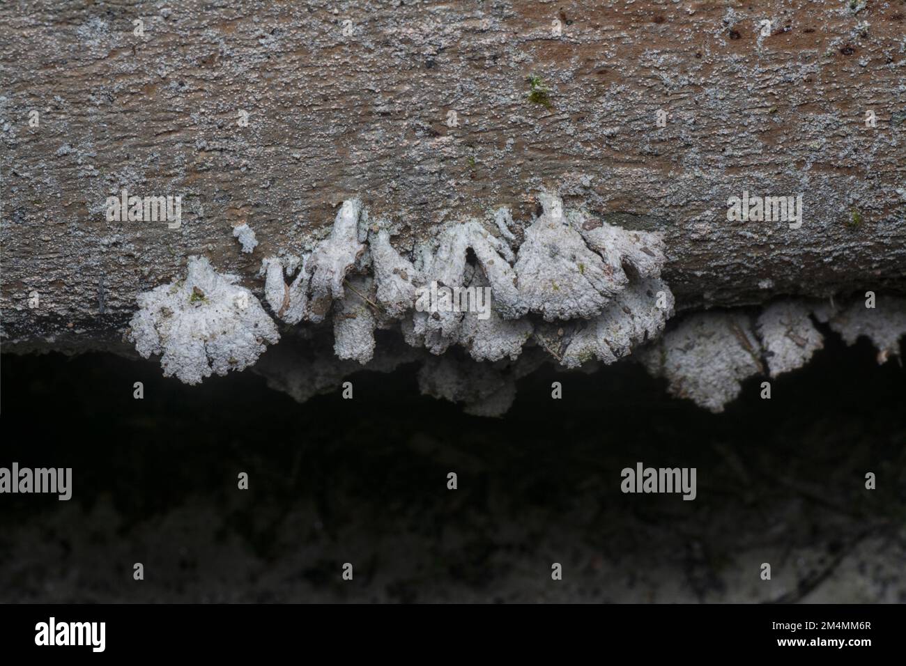 Die hellbraunen, fächerförmigen Pilze. Stockfoto
