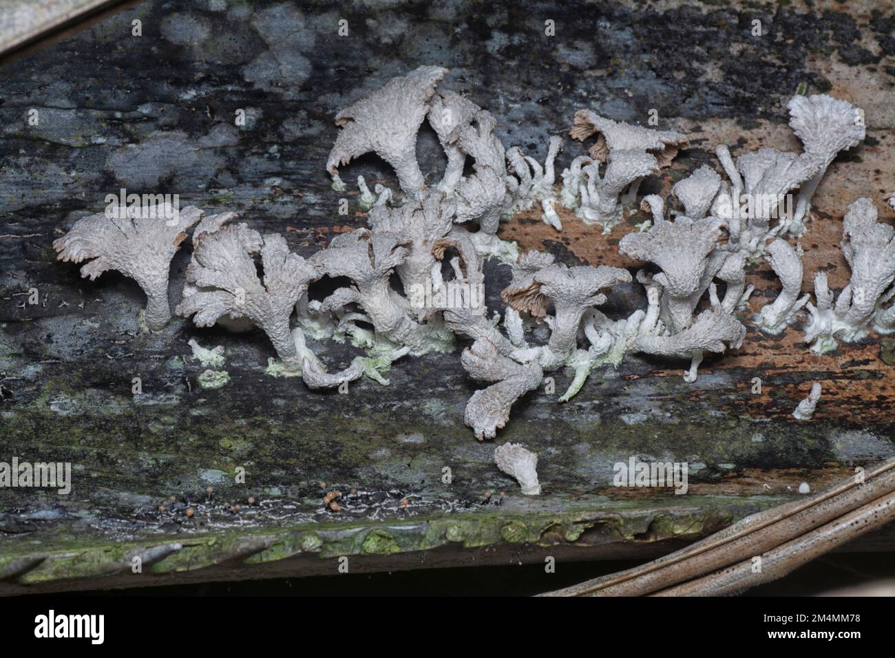 Die hellbraunen, fächerförmigen Pilze. Stockfoto